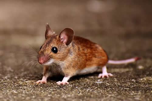 Die Maus hat eine symbolische Bedeutung