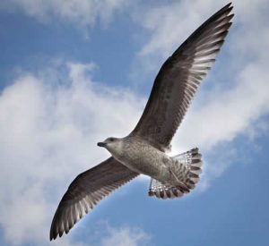 Der Flug eines Vogels bedeutet völlige Freiheit